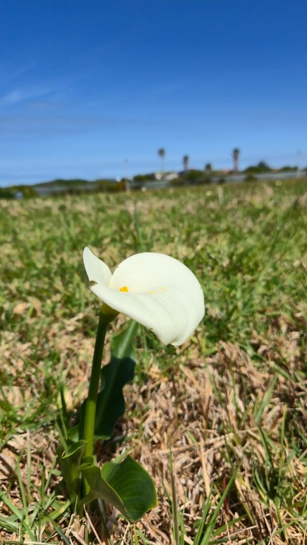 0 Bedroom Property for Sale in Franskraal Western Cape